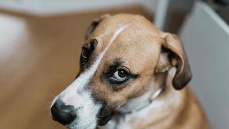 Да, кучето ви може да изпадне в депресия