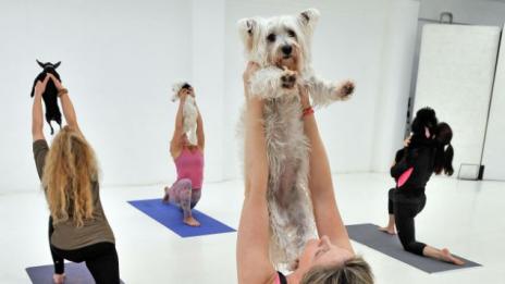 Йога с кучета – новата фитнес мания
