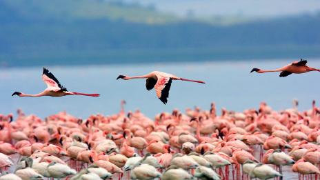 Добре дошли в света на розовото фламинго