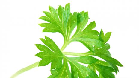 Магданозът и целината са полезни за здравето на жената