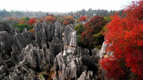 Китайската гора от... скали