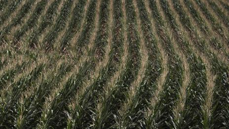 Крайностите в климата увеличават токсините в храната ни