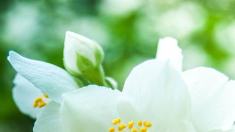 5 безценни аромата, които ви помагат да оцелеете днес