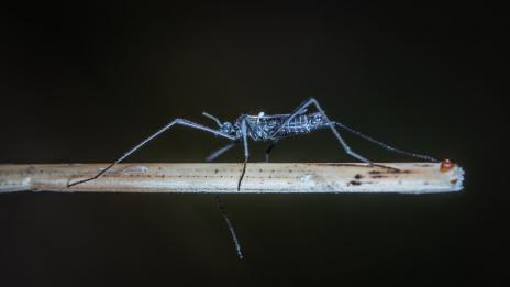 Новият бич на човечеството – насекомите