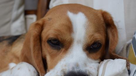 Кучетата могат да надушват рак