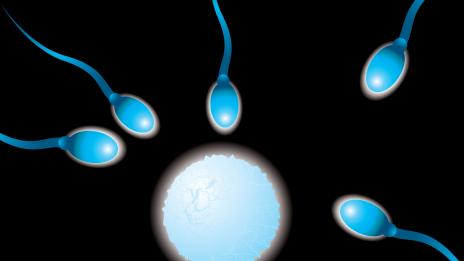 Жените и мъжете ще сменят репродуктивните си функции