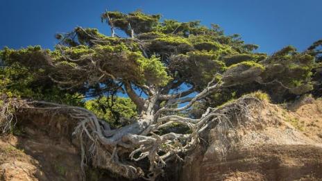 Силата на природата: Дървета, които отказват да се предадат