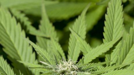 Хапче с марихуана по-ефективно от цигарата