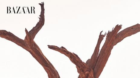 Джоли сред зверове в Африка