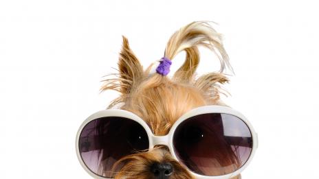 Пускат маркови слънчеви очила за кучета