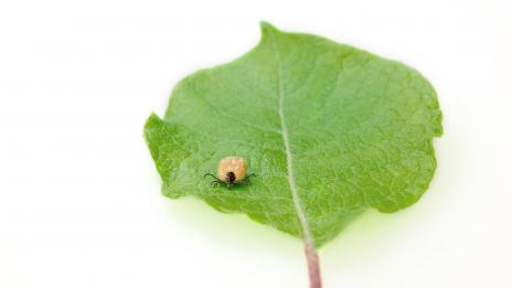 Лекар: Изследването на кърлежи е безсмислено