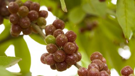 Шефердия – новият супер плод