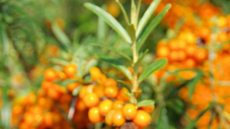 Облепиха – лекувайте се с мъдростта на вековете