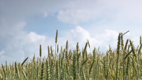 Лимец за здраве и детоксикация