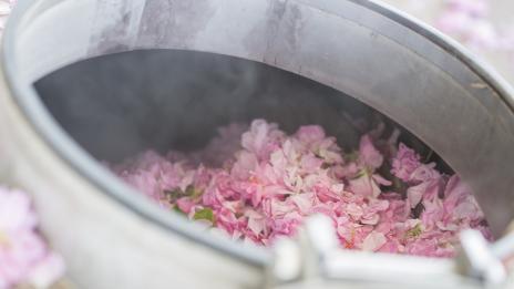 5 причини да посетите Фестивала на розата в Казанлък