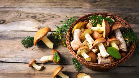 Гъбите са от полза в борбата срещу килограмите