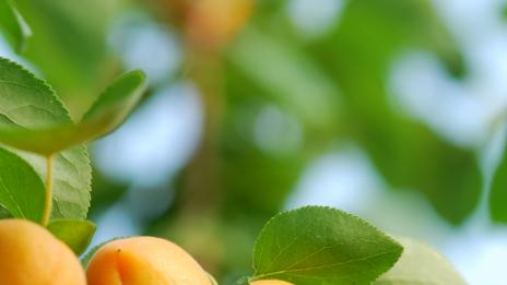 4 причини да похапваме кайсии