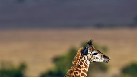 Най-странните неща, за които служители опитали да изхарчат пари