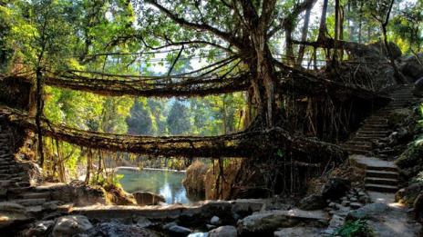 Индийски мостове от корени