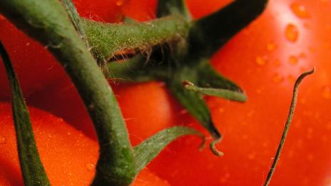 Домати за здраве и сила