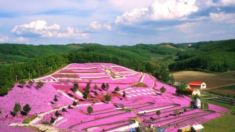 Най-голямото цикламено, ароматно море – паркът Шибазакура