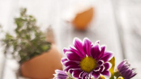 Яйца-саксийки