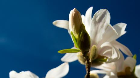 Честита Баба Марта!