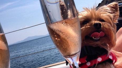 Кучета живеят като холивудски звезди