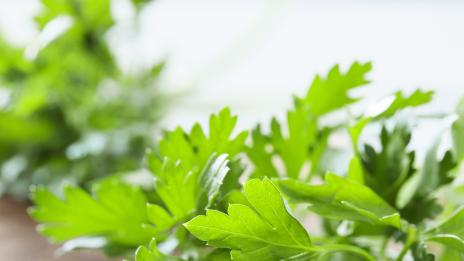 Магданозът – пренебрегван, но много полезен