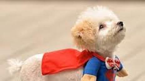 В духа на Хелоуин –  костюмирани домашни любимци