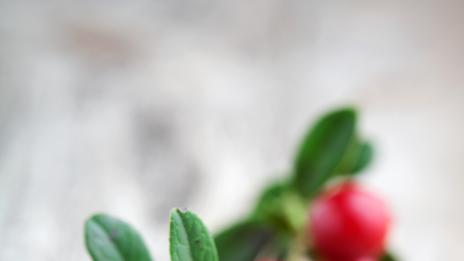 Червената боровинка премахва вредите от мазната храна