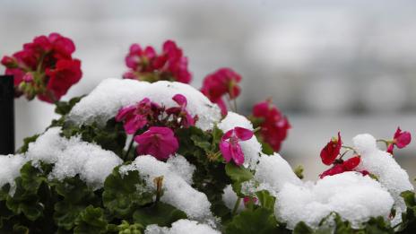 Януарско запролетяване: До 16 градуса днес