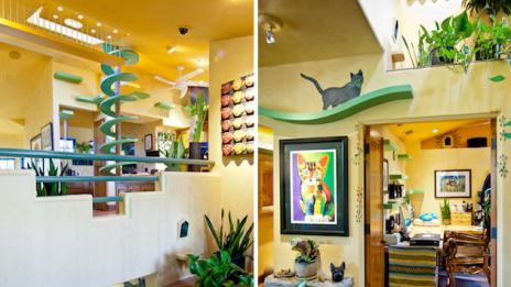 Домът – котешки рай