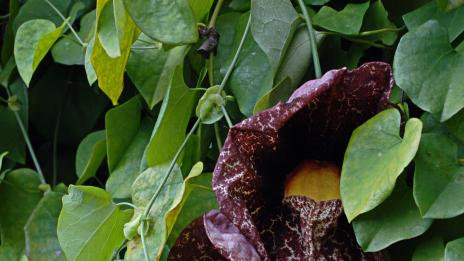 Билкова добавка се свързва с появата на рак