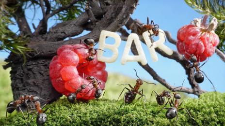 Красивият свят на мравките