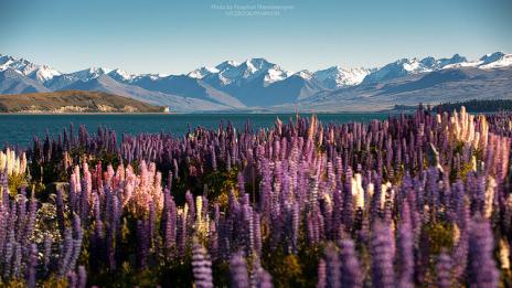 Наслада от лупина