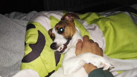 4 неща, които не трябва да правите пред кучето си