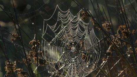 Как се лекува страх от паяци за две минути?