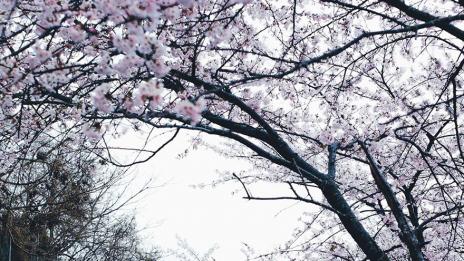 Докоснете се до очарованието на Япония