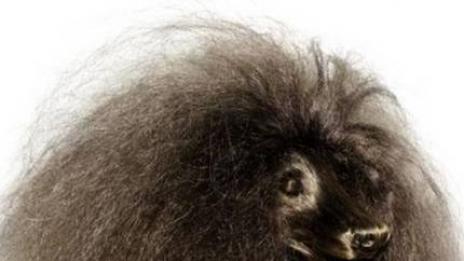 Животински образи от коса