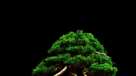 Бонзай за дома и офиса – как да си го оформите?