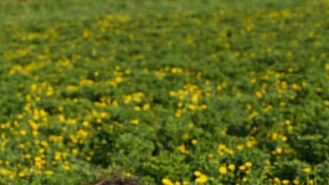 Пролет без алергии