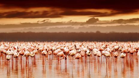 Любопитни факти за Кения – част втора