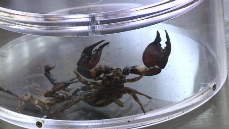 Участниците в „Къртицата 2“ ядат живи скорпиони