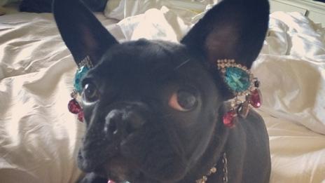 Гага окичи кучето си с бижута