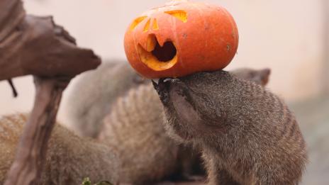Диетолог съветва: Тиква в менюто ни, не само на Хелоуин