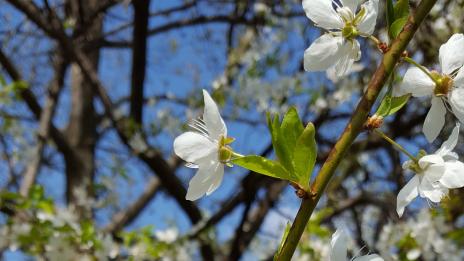 Пролетта идва: Честита Баба Марта!