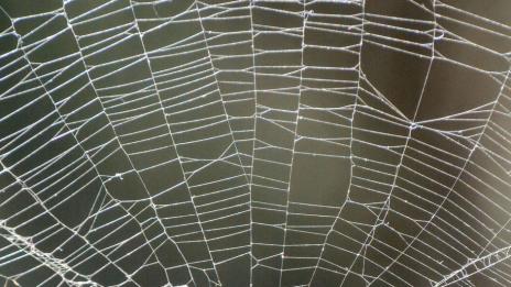 Сънища с паяци – какво означават?