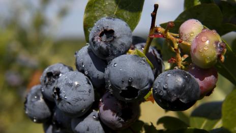 4 храни, които намаляват стреса и подобряват съня