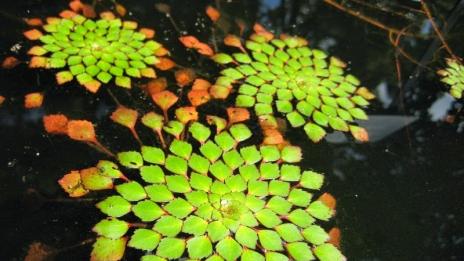 Невероятната симетрия на природата